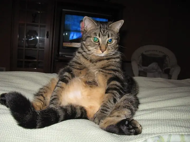 Photograph: cat sitting
