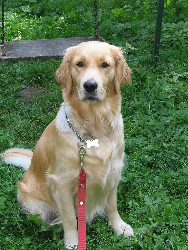 Photograph: golden retriever sitting on grass